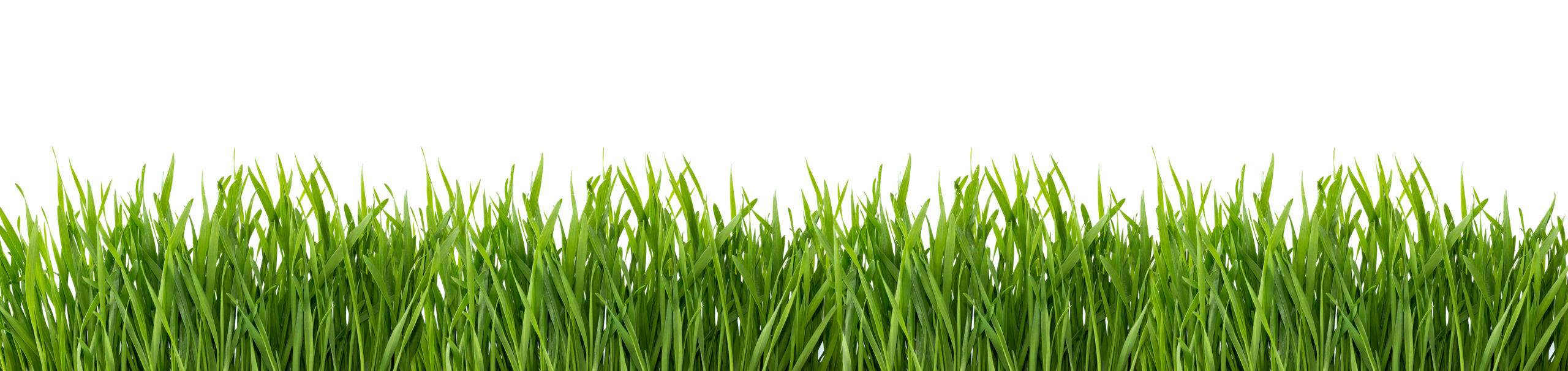 Grass Border